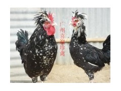 贵妃鸡苗招商代理图1