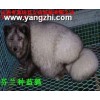 出售供:银狐.赤狐.芬兰蓝狐.雪狐.银黑狐.白狐狸.