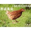 商丘青年鸡，周口青年鸡，许昌青年鸡