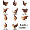 海兰褐脱温鸡，罗曼蛋鸡脱温鸡，罗曼脱温鸡