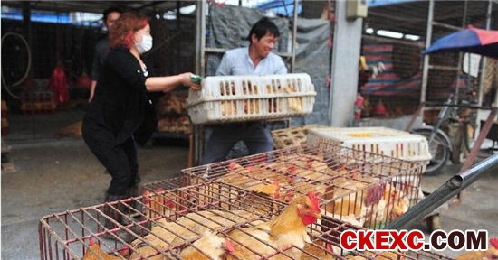 中国进入H7N9疫情高发期 你吃的鸡鸭肉蛋安全吗?