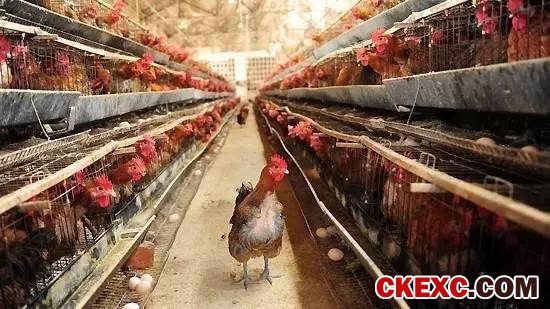 中国进入H7N9疫情高发期 你吃的鸡鸭肉蛋安全吗?