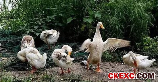 中国进入H7N9疫情高发期 你吃的鸡鸭肉蛋安全吗?