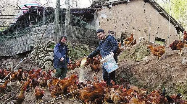 谨慎入坑！今年养鸡要赔大？