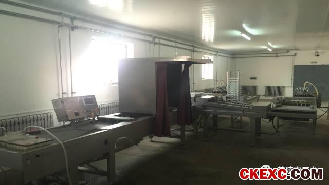 全面曝光品牌蛋首选品系“罗曼蛋鸡”的真实数据！