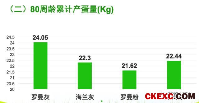 全面曝光品牌蛋首选品系“罗曼蛋鸡”的真实数据！