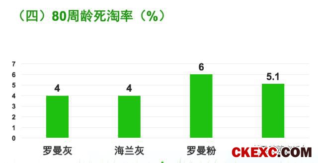 全面曝光品牌蛋首选品系“罗曼蛋鸡”的真实数据！