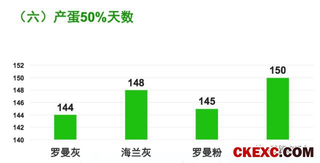 全面曝光品牌蛋首选品系“罗曼蛋鸡”的真实数据！