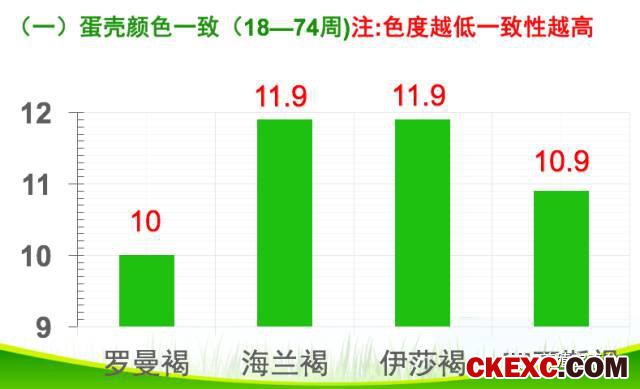 全面曝光品牌蛋首选品系“罗曼蛋鸡”的真实数据！