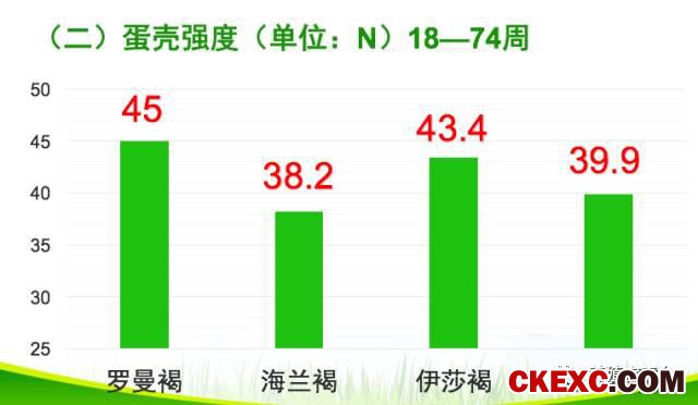 全面曝光品牌蛋首选品系“罗曼蛋鸡”的真实数据！