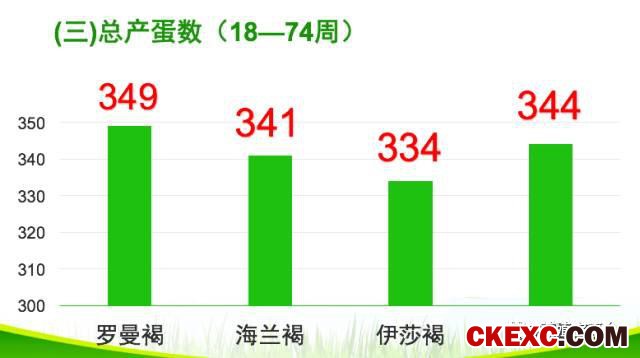 全面曝光品牌蛋首选品系“罗曼蛋鸡”的真实数据！