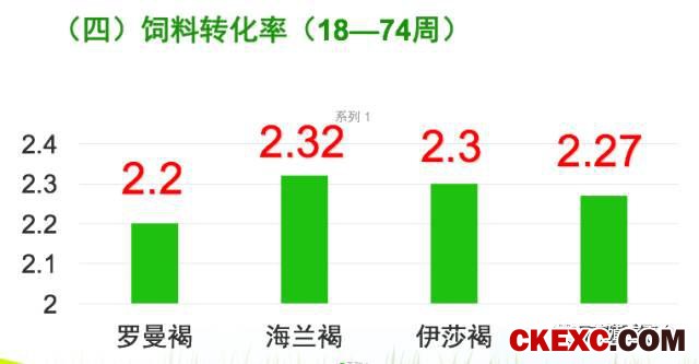 全面曝光品牌蛋首选品系“罗曼蛋鸡”的真实数据！