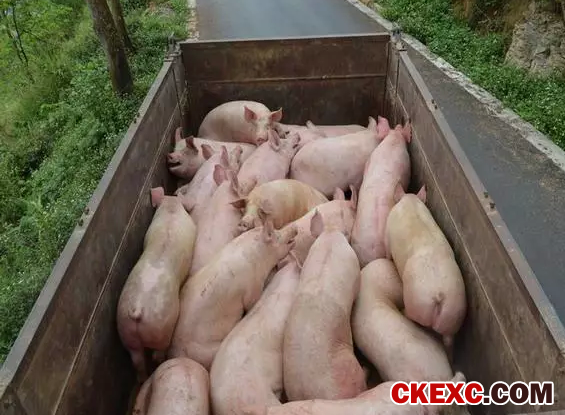 越南猪价也暴跌，政府帮忙来解困；广西一团伙贩卖1600吨越南猪被诉走私罪