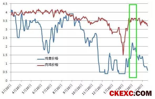 近几天毛鸡价格持续下跌，究竟什么原因？