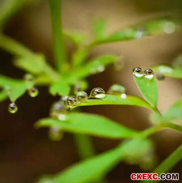 中国的农业到底死于谁的手里？？？