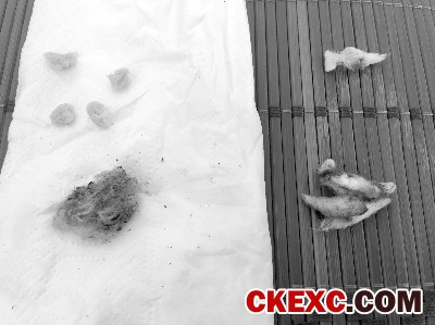 经过火烧和撕剪后的样品一(图左)与样品二(图右)对比