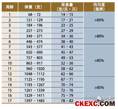 青年鸡行业如何良性发展?