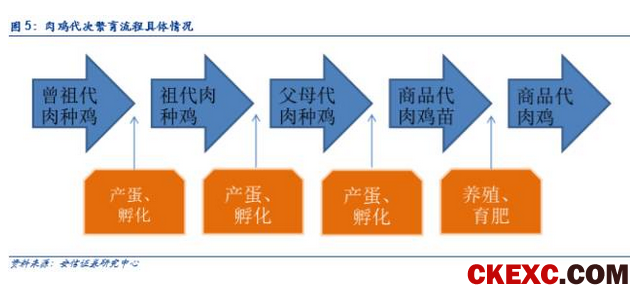 【安信农业 李佳丰团队】白羽肉鸡重磅深度：周期拐点渐近，进入左侧布局窗口
