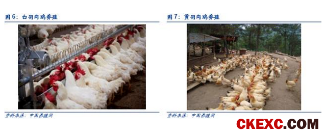 【安信农业 李佳丰团队】白羽肉鸡重磅深度：周期拐点渐近，进入左侧布局窗口