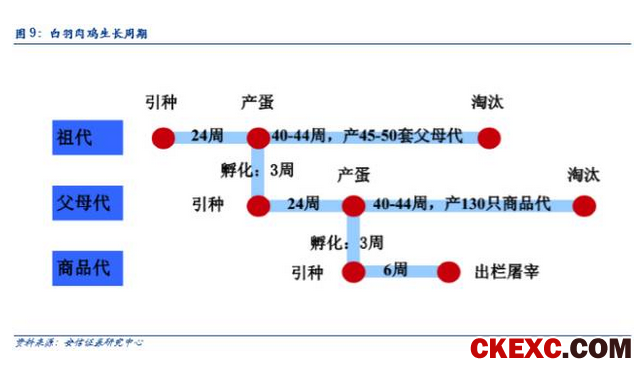 【安信农业 李佳丰团队】白羽肉鸡重磅深度：周期拐点渐近，进入左侧布局窗口