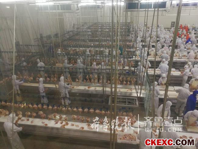 厉害了!上半年烟台出口生禽肉产品量同比增长194.51%