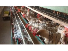 海兰灰淘汰蛋鸡 3万只 ，毛色均匀，重量4斤半，可看图片