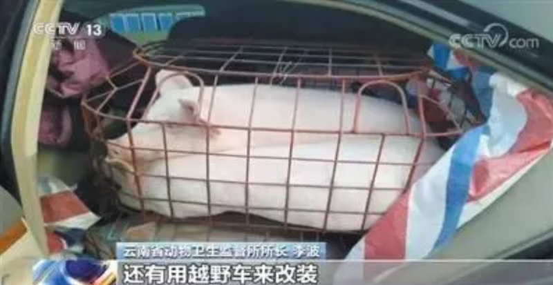 曝光！多省频现专业“炒猪团”，一天最高牟利400万元！专家建议跨省合作整治