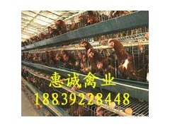 脱温鸡养殖，脱温鸡价格，蛋鸡脱温鸡图2