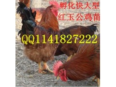 优质鸡苗 山东嘉祥鸡苗 常年供应 麻鸡鸡苗
