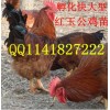 优质鸡苗 山东嘉祥鸡苗 常年供应 麻鸡鸡苗