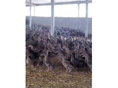 青年鸭