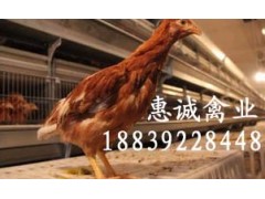 安徽安禽青年鸡，峪口青年鸡，华裕青年鸡图2