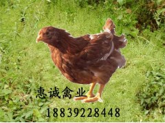 安徽安禽青年鸡，峪口青年鸡，华裕青年鸡图3
