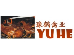 超低价出售青年鸡