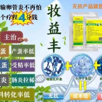 无抗输卵管炎特效药原料，只需四分钱轻松解决蛋鸡产蛋问题